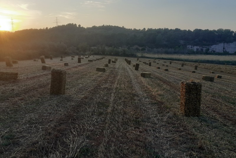 Treballs agrícoles i desbrossaments - 1